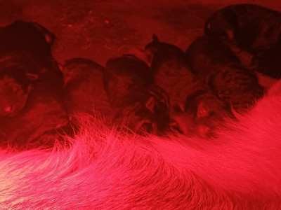 Les chiots de Berger Allemand