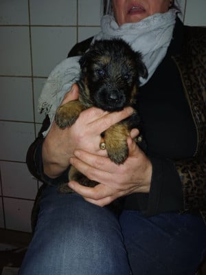 Les chiots de Berger Allemand