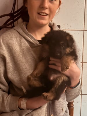 Les chiots de Berger Allemand