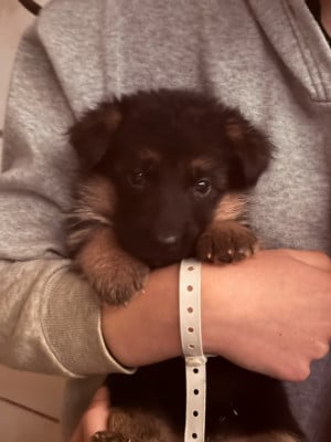 Les chiots de Berger Allemand