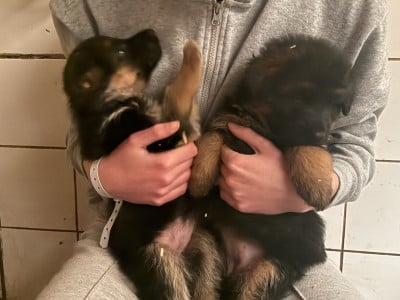 Les chiots de Berger Allemand