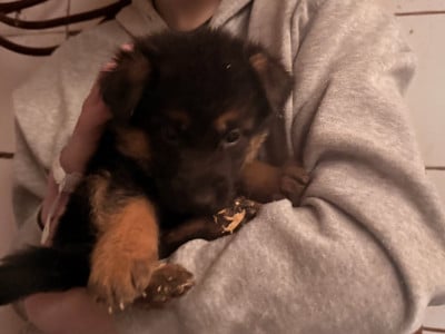 Les chiots de Berger Allemand