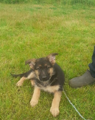 Les chiots de Berger Allemand