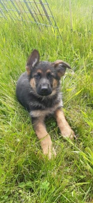 Les chiots de Berger Allemand