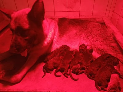 Chiot N°7 - Berger Allemand