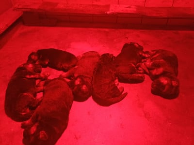 Les chiots de Berger Allemand