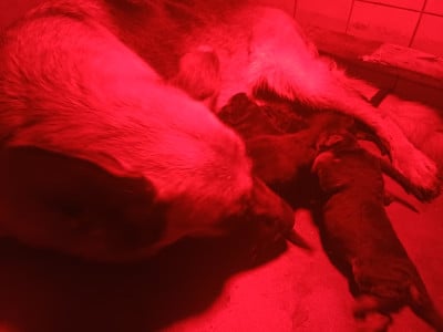Les chiots de Berger Allemand
