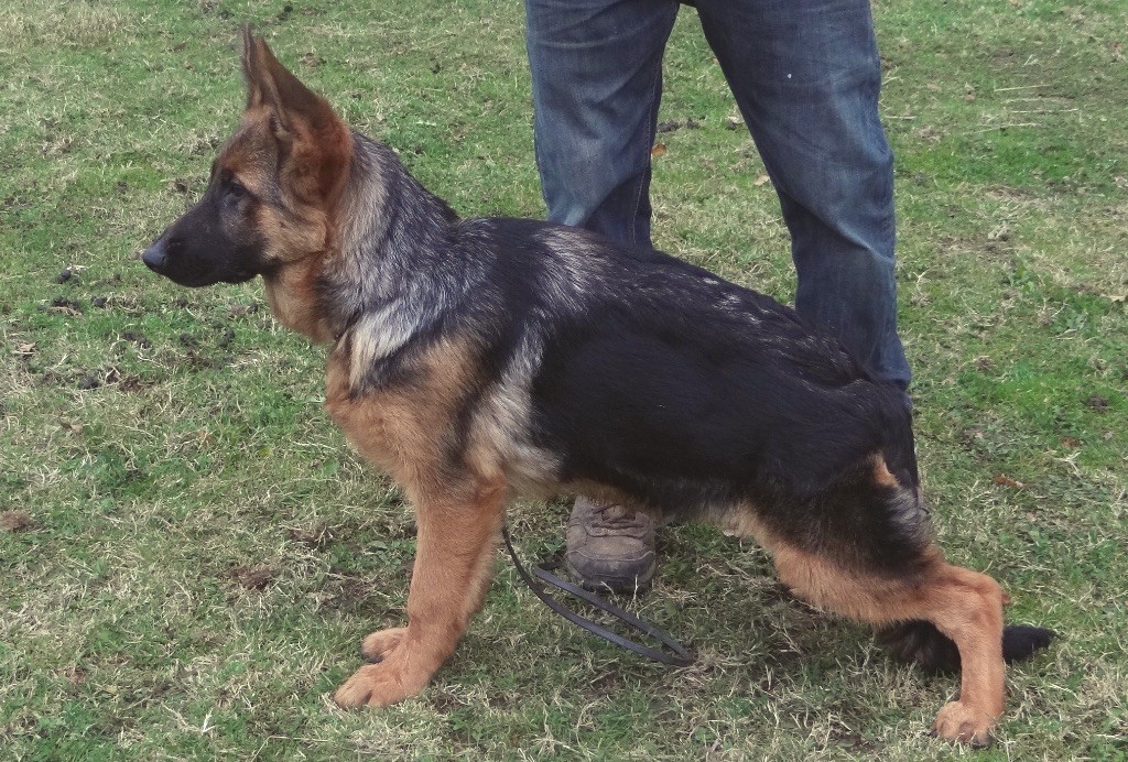 Accueil Elevage Des Landes Dargoat Eleveur De Chiens