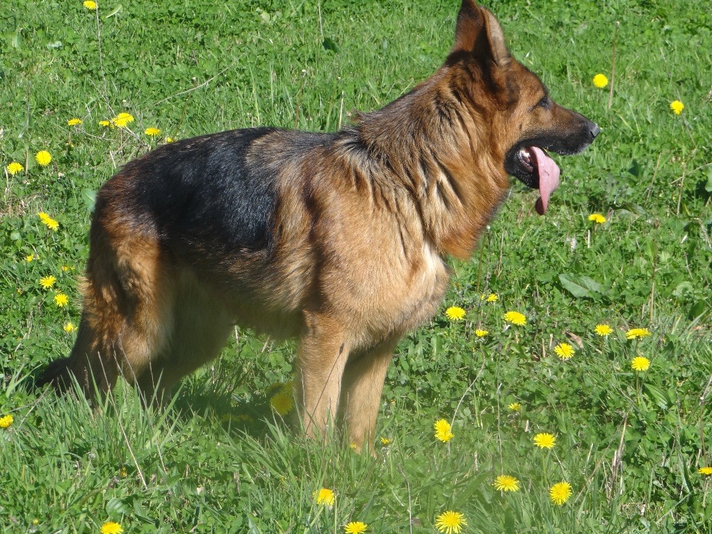 Accueil Elevage des landes d'argoat eleveur de chiens Berger allemand