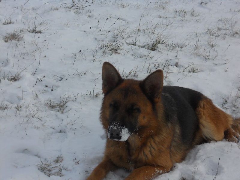 Publication : des Légendaires Nahauri Auteur : schmitt jean antoine