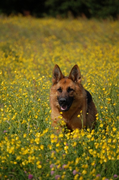 Publication : des Légendaires Nahauri Auteur : SCHMITT JEAN ANTOINE