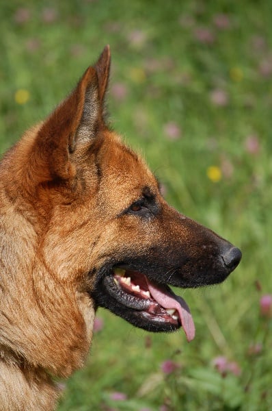 Publication : des Légendaires Nahauri Auteur : SCHMITT JEAN ANTOINE