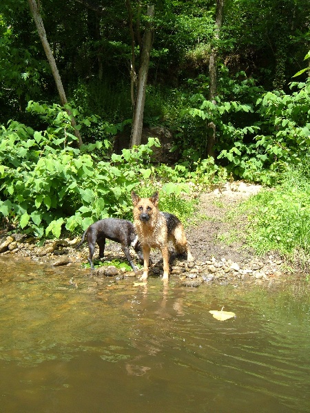 Publication : des Légendaires Nahauri Auteur : SCHMITT JEAN ANTOINE
