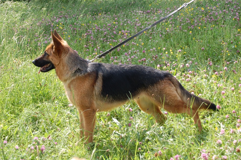 Publication : des Légendaires Nahauri Auteur : SCHMITT JEAN ANTOINE