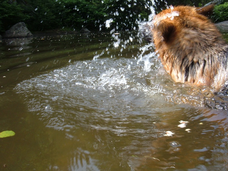 Publication : des Légendaires Nahauri Auteur : SCHMITT JEAN ANTOINE