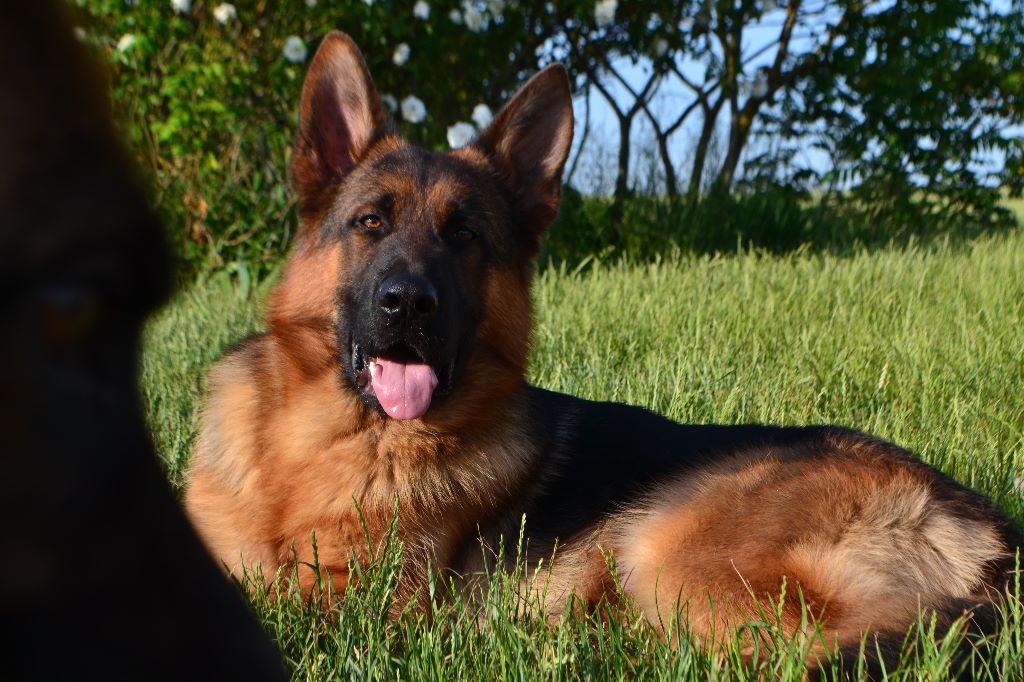 Publication : des Légendaires Nahauri Auteur : Alexia Tardy