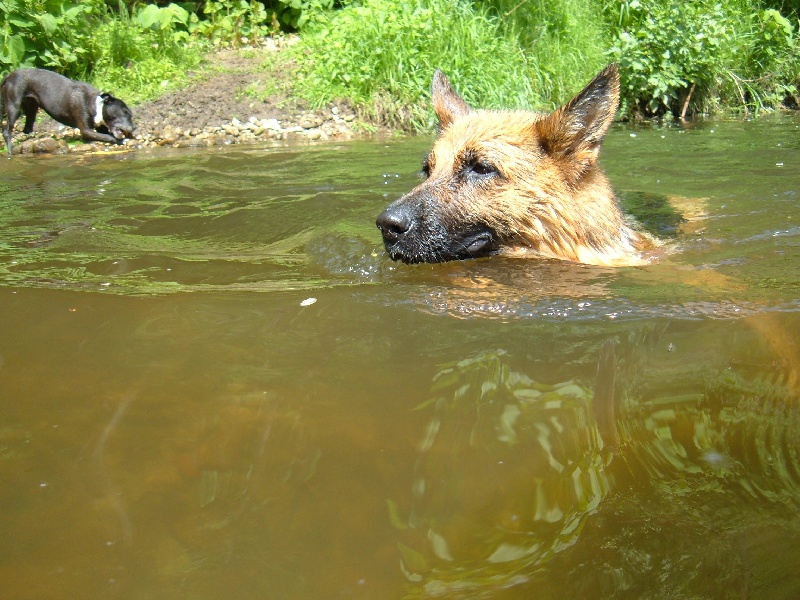 Publication : des Légendaires Nahauri Auteur : SCHMITT JEAN ANTOINE