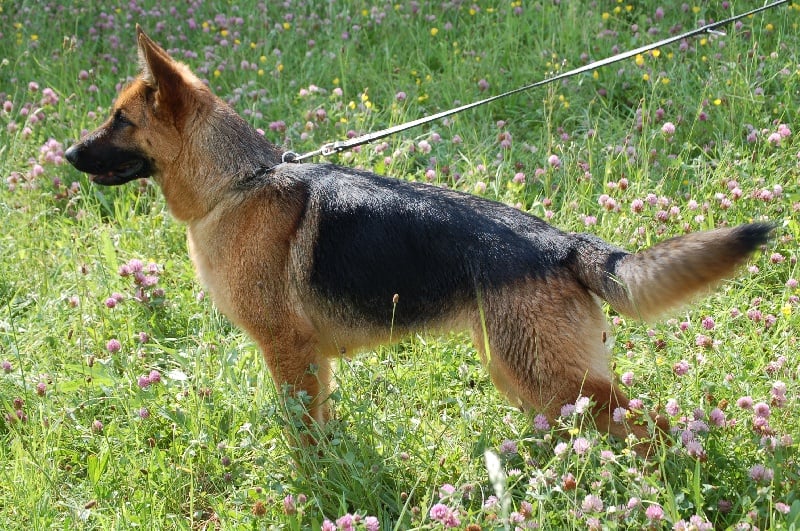 Publication : des Légendaires Nahauri Auteur : SCHMITT JEAN ANTOINE