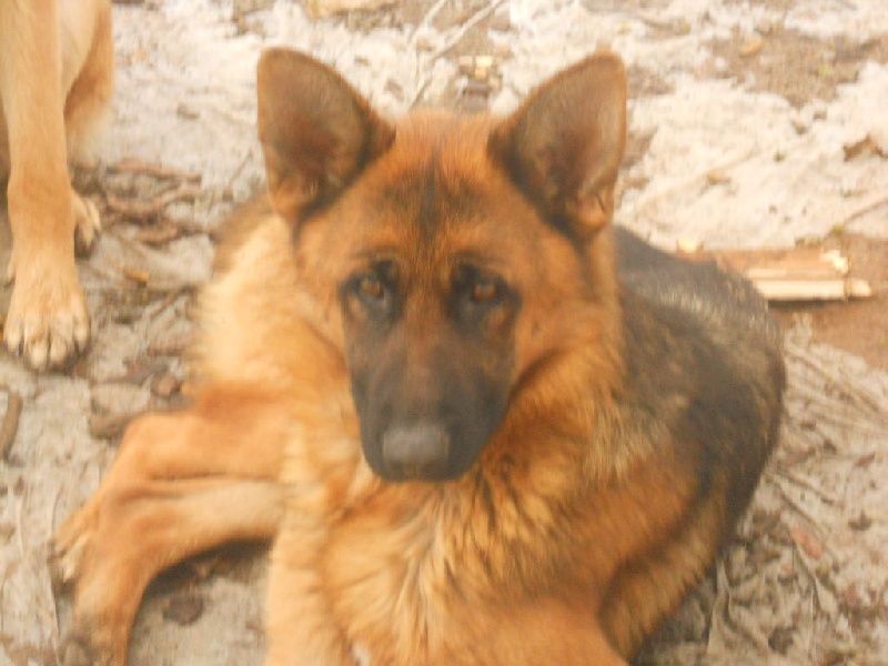 Publication : des Légendaires Nahauri Auteur : schmitt jean antoine