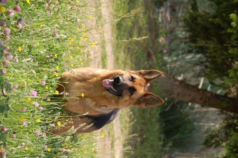 Publication : des Légendaires Nahauri Auteur : SCHMITT JEAN ANTOINE