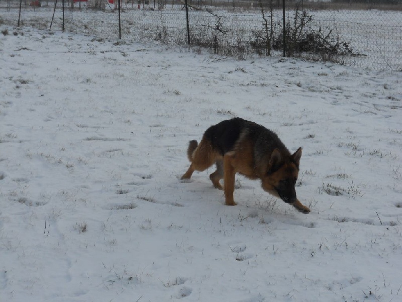 Publication : des Légendaires Nahauri Auteur : schmitt jean antoine