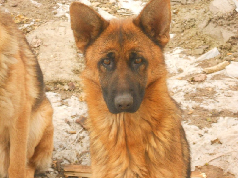 Publication : des Légendaires Nahauri Auteur : schmitt jean antoine