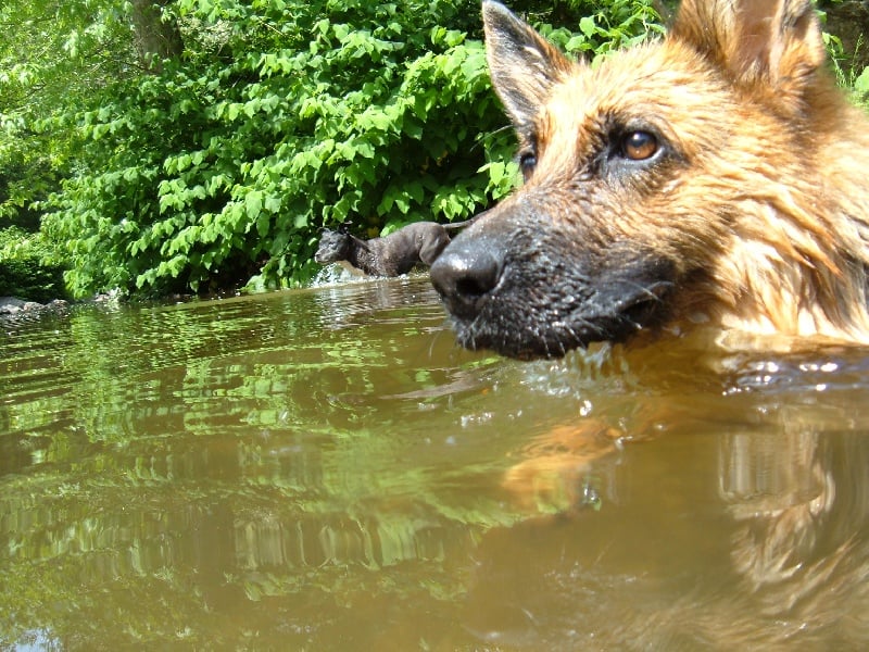 Publication : des Légendaires Nahauri Auteur : SCHMITT JEAN ANTOINE