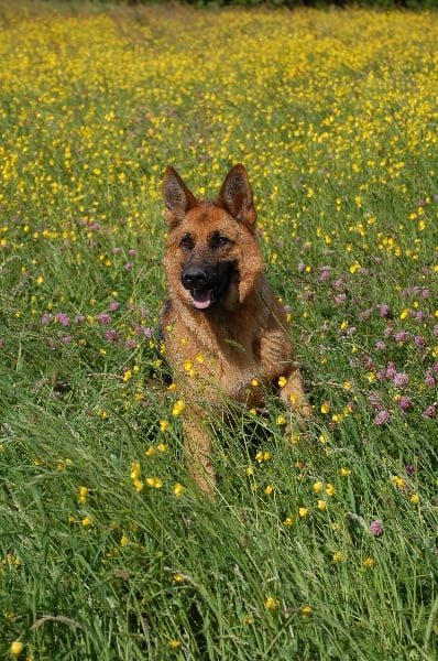 Publication : des Légendaires Nahauri Auteur : SCHMITT JEAN ANTOINE