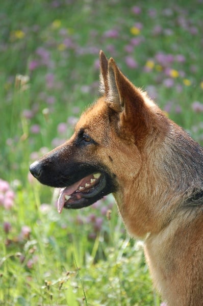 Publication : des Légendaires Nahauri Auteur : SCHMITT JEAN ANTOINE