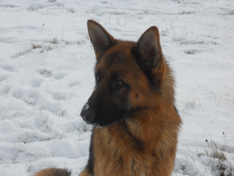 Publication : des Légendaires Nahauri Auteur : schmitt jean antoine