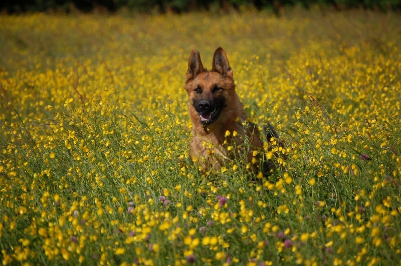 Publication : des Légendaires Nahauri Auteur : SCHMITT JEAN ANTOINE