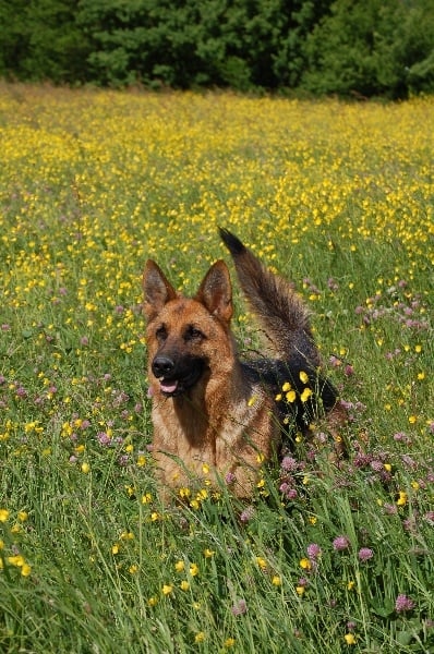 Publication : des Légendaires Nahauri Auteur : SCHMITT JEAN ANTOINE
