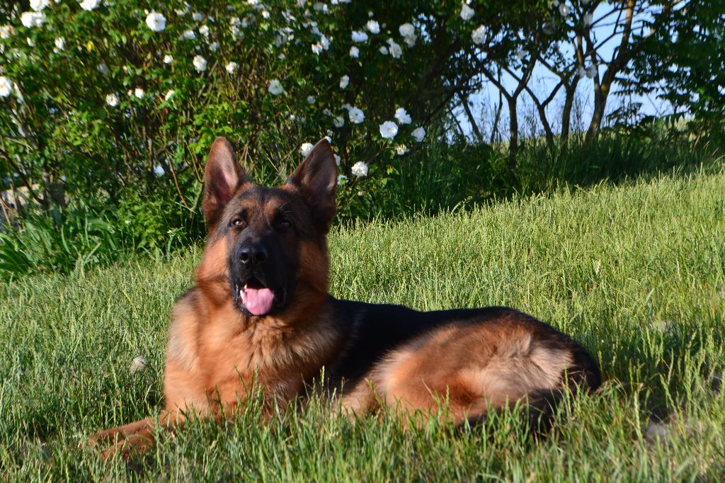 Publication : des Légendaires Nahauri Auteur : Alexia Tardy