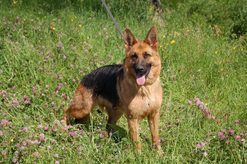 Publication : des Légendaires Nahauri Auteur : SCHMITT JEAN ANTOINE