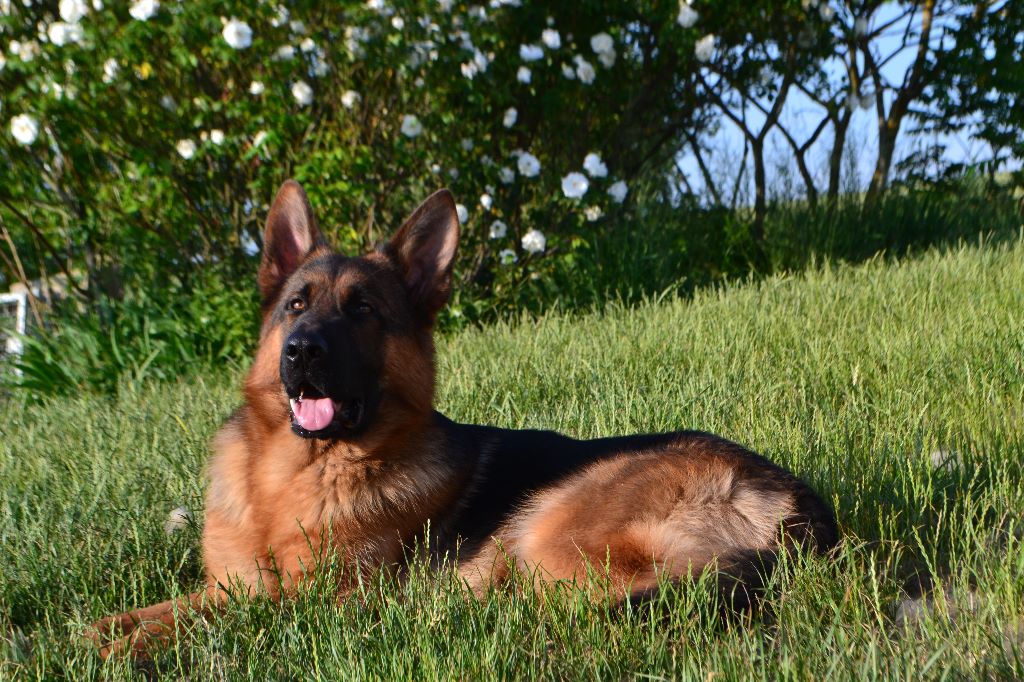 Publication : des Légendaires Nahauri Auteur : Alexia Tardy