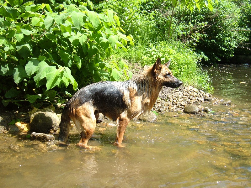 Publication : des Légendaires Nahauri Auteur : SCHMITT JEAN ANTOINE
