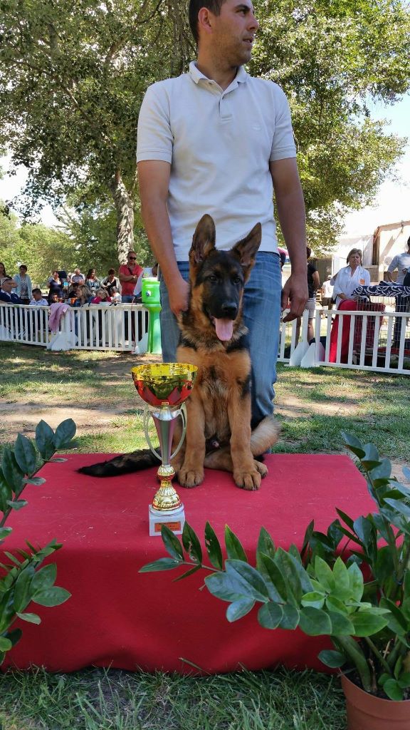 Publication : des Légendaires Nahauri Auteur : Alexia Tardy