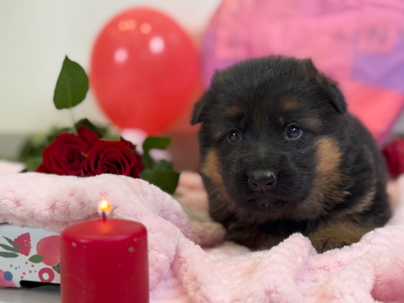 CHIOT 5 - Berger Allemand