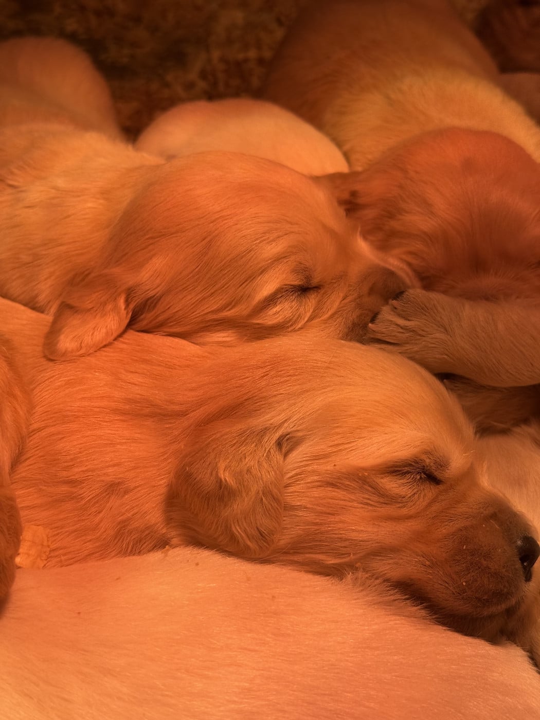 Chiot N°2 - Golden Retriever