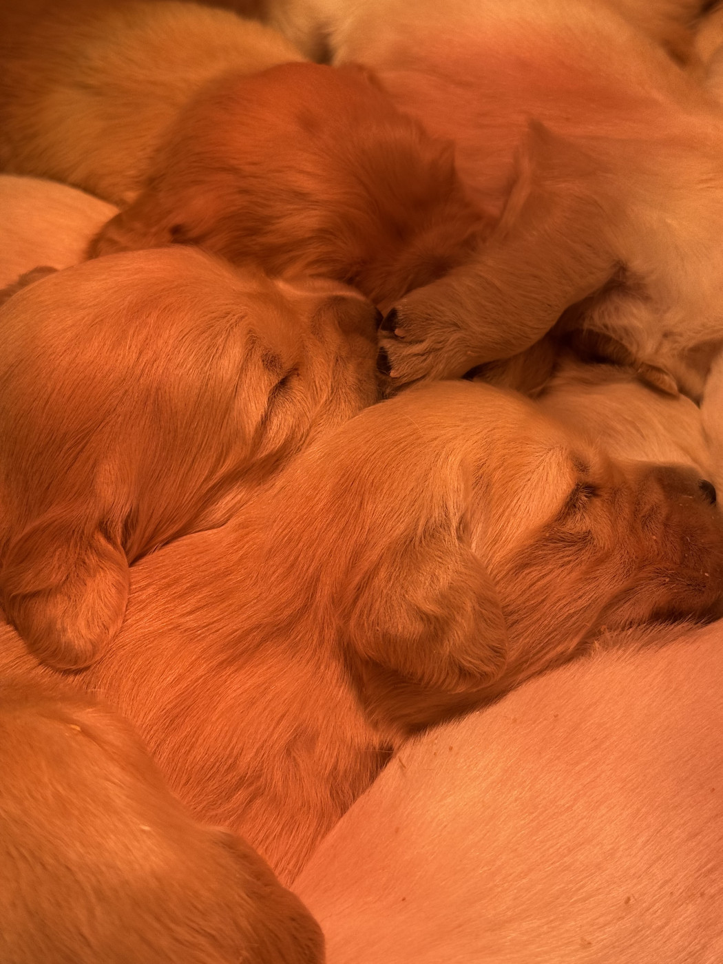 Chiot N°3 - Golden Retriever