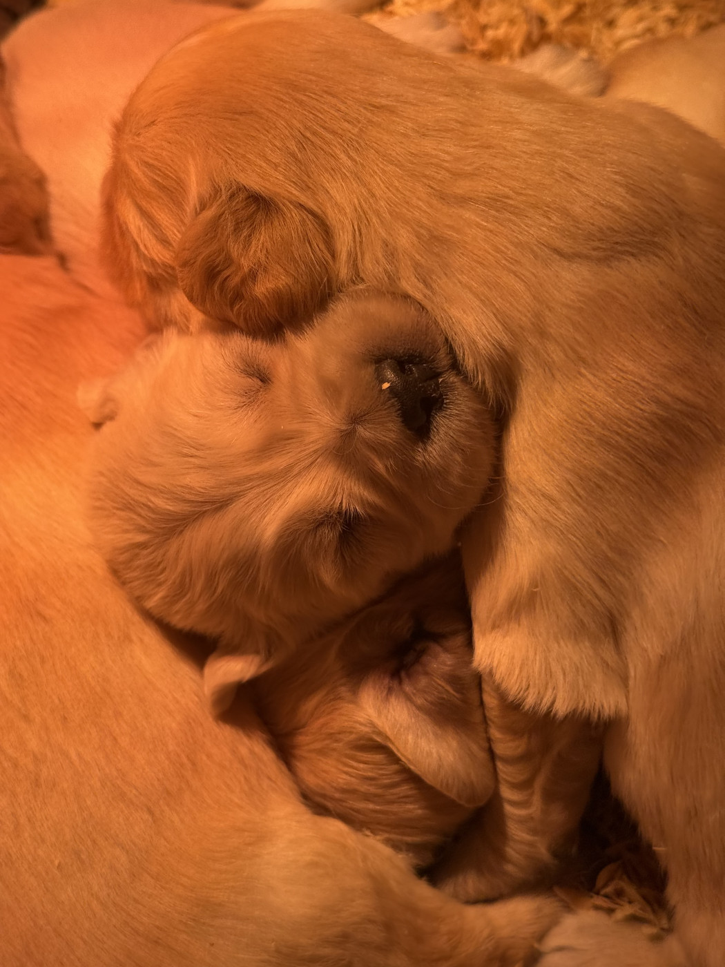 Chiot N°10 - Golden Retriever