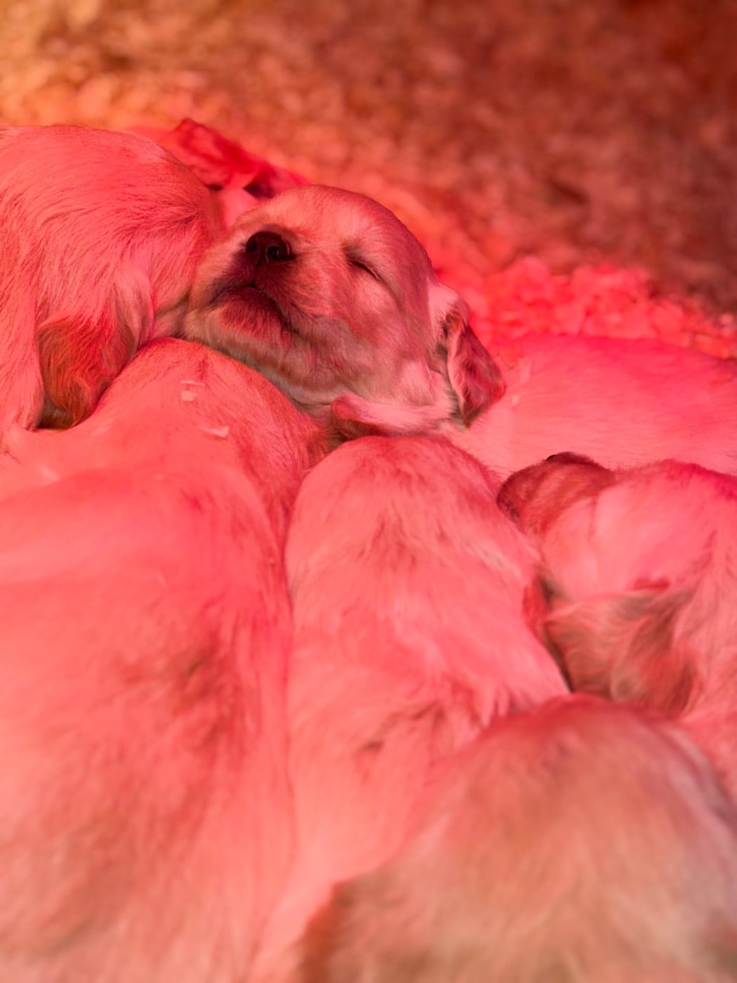 Chiot N°1 - Golden Retriever