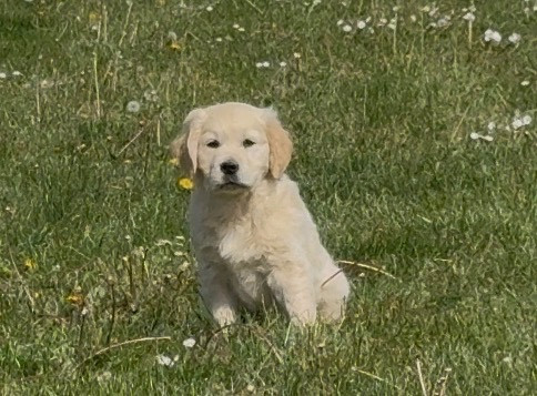 Chiot N°1 - Golden Retriever