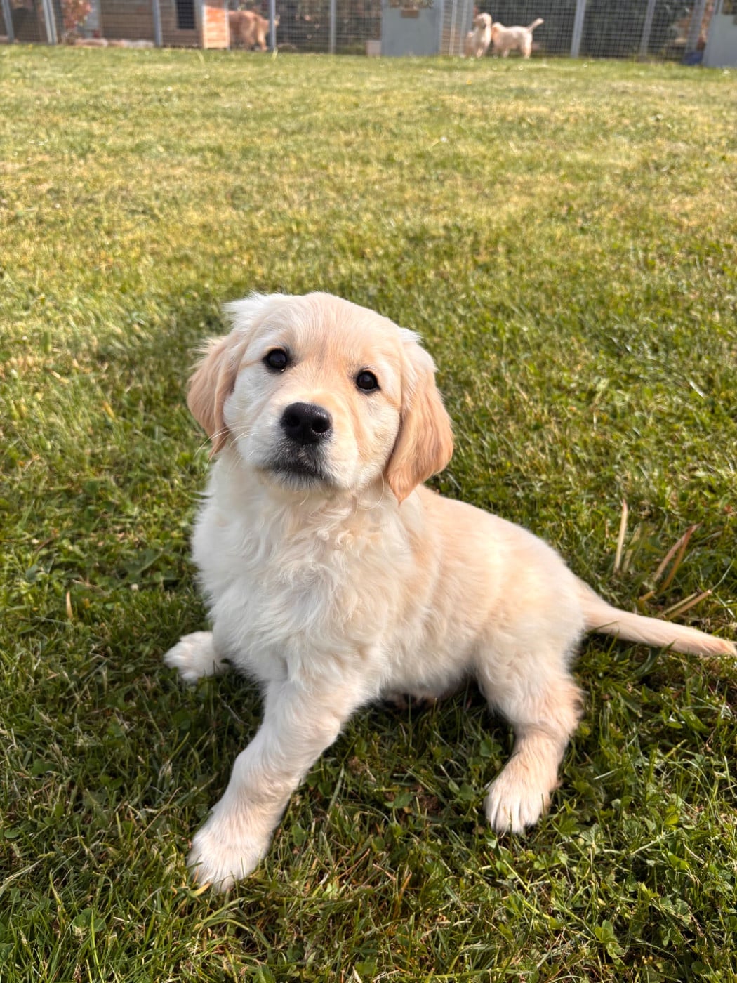 Chiot N°7 - Golden Retriever
