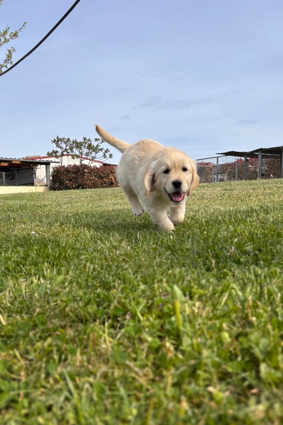 Chiot N°2 - Golden Retriever
