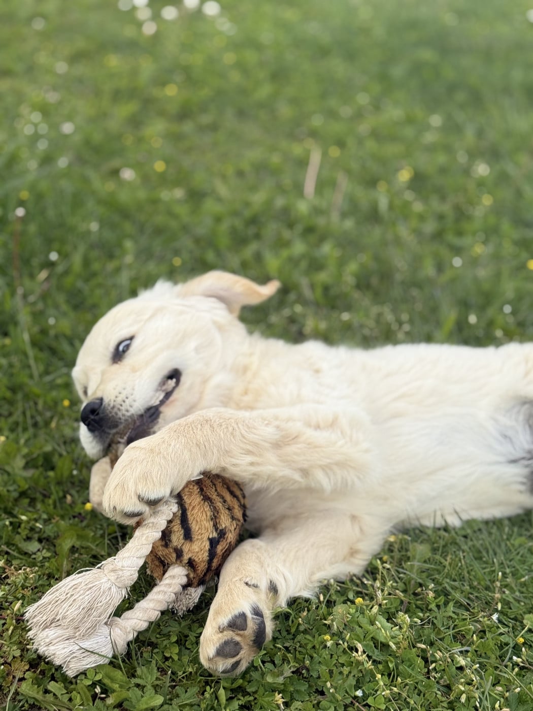 Chiot N°7 - Golden Retriever