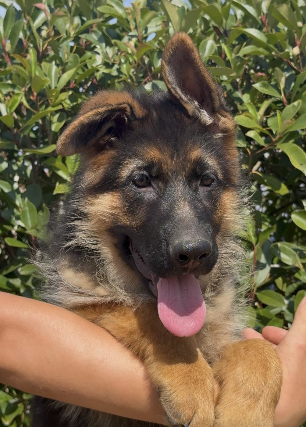 Boss - Berger Allemand