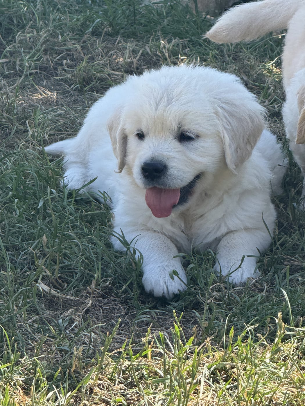 Chiot N°3 - Golden Retriever