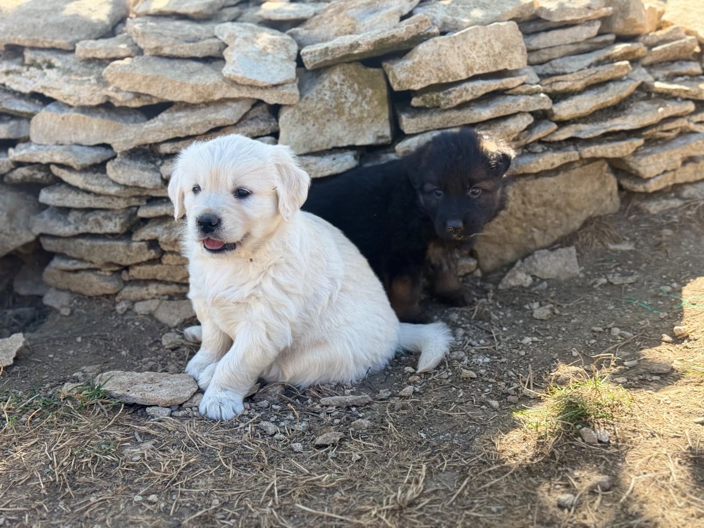Golden Retriever - des Légendaires Nahauri