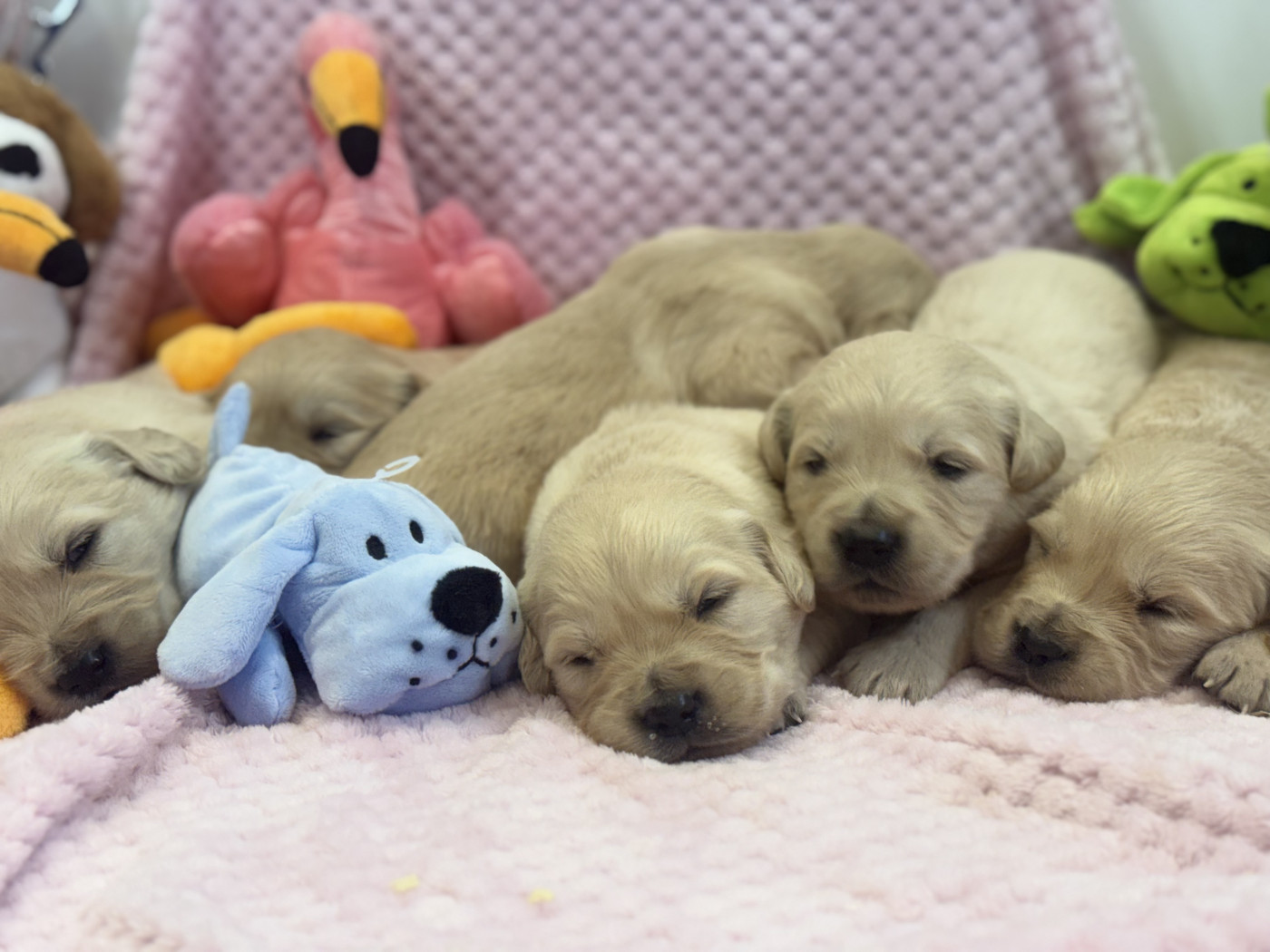 Chiot N°3 - Golden Retriever